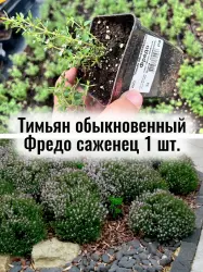 Тимьян обыкновенный Фредо многолетняя пряная трава саженец