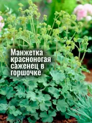 Манжетка красноногая (Альчмелия) многолетняя рассада саженец