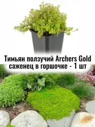 Тимьян (Чабрец) блошиный лимоннопахнущий Арчерс Голд саженец