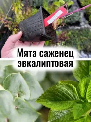 Мята эвкалиптовая многолетник рассада, саженец в горшочке