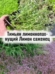Тимьян лимоннопахнущий Лимон многолетние цветы саженец в