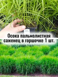 Осока пальмолистная многолетний ЗКС саженец в контейнере