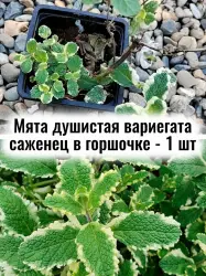 Мята душистая Вариегатная пёстрая многолетняя ЗКС саженец